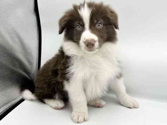 大阪府のボーダーコリー (ひごペットフレンドリーららぽーとEXPOCITY店/2025年10月14日生まれ/男の子/チョコレートホワイト)の子犬の2枚目の画像