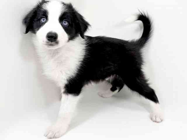 京都府のハーフ犬・ミックス犬 (ひごペットフレンドリーイズミヤショッピングセンター八幡店/2025年10月14日生まれ/男の子/ブラックホワイト)の子犬の2枚目の画像