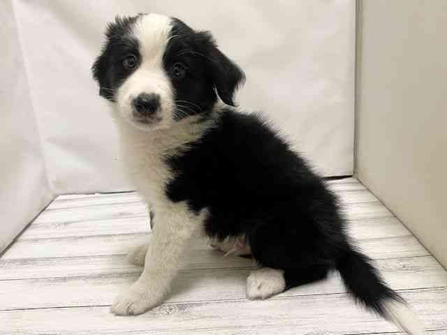 和歌山県のハーフ犬・ミックス犬 (ひごペットフレンドリーパームシティ和歌山店/2025年10月14日生まれ/男の子/ブラックホワイト)の子犬の2枚目の画像