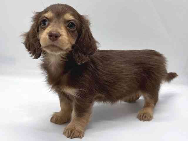 京都府のミニチュアダックスフンド(ロング) (ひごペットフレンドリー京都店/2025年10月10日生まれ/女の子/チョコレートイエロー)の子犬の2枚目の画像