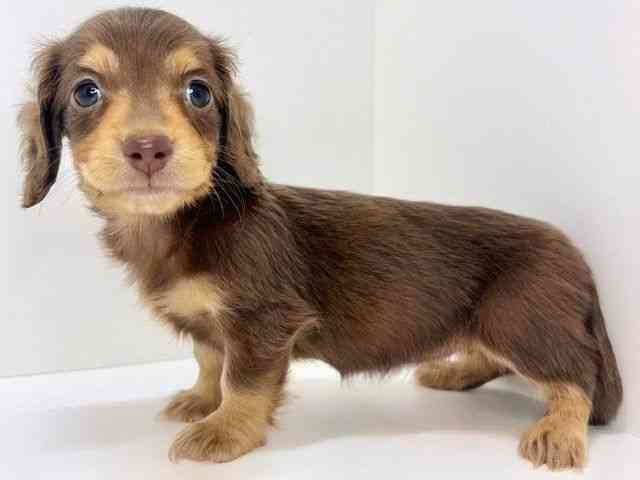 大阪府のミニチュアダックスフンド(ロング) (ひごペットフレンドリーいこらもーる泉佐野店/2025年10月10日生まれ/女の子/チョコレートタン)の子犬の2枚目の画像