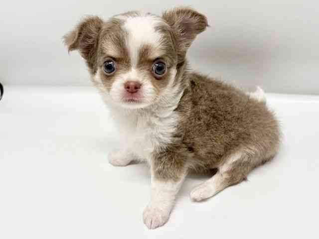 大阪府のチワワ(ロング) (ひごペットフレンドリーイオンタウン豊中庄内店/2025年10月12日生まれ/男の子/イザベラタンホワイト)の子犬の2枚目の画像