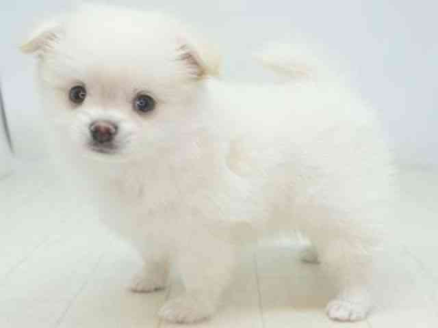 福岡県のポメマル/マルポメ(ポメラニアン×マルチーズ) (ひごペットフレンドリーゆめタウン筑紫野店/2025年10月14日生まれ/女の子/ホワイト)の子犬の2枚目の画像