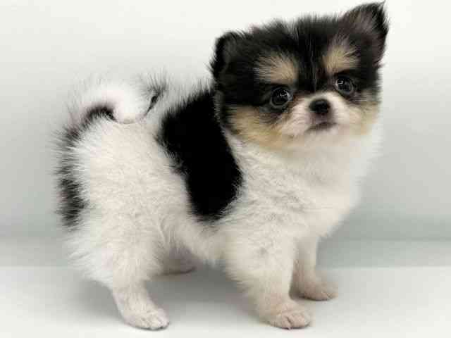 大阪府のポメチワ/チワポメ/ポメチー(ポメラニアン×チワワ) (ひごペットフレンドリーららぽーとEXPOCITY店/2025年10月14日生まれ/女の子/ブラックタンホワイト)の子犬の2枚目の画像