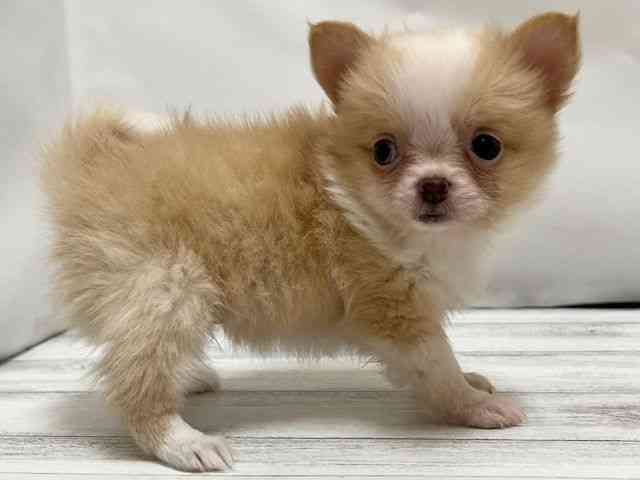 和歌山県のポメチワ/チワポメ/ポメチー(ポメラニアン×チワワ) (ひごペットフレンドリーパームシティ和歌山店/2025年10月14日生まれ/女の子/クリームホワイト)の子犬の2枚目の画像