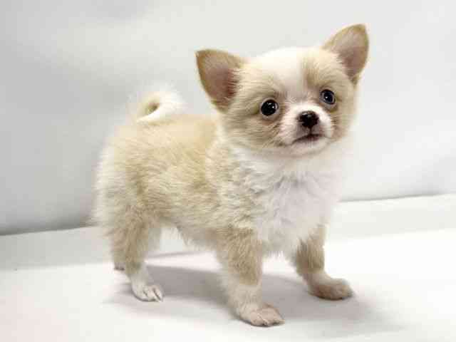 愛媛県のポメチワ/チワポメ/ポメチー(ポメラニアン×チワワ) (ひごペットフレンドリーイオンモール今治新都市店/2025年10月14日生まれ/男の子/パーティーカラー)の子犬の2枚目の画像