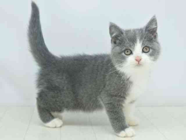福岡県のブリティッシュショートヘアー (ひごペットフレンドリーゆめタウン筑紫野店/2025年10月10日生まれ/男の子/ブルーホワイト)の子猫の2枚目の画像