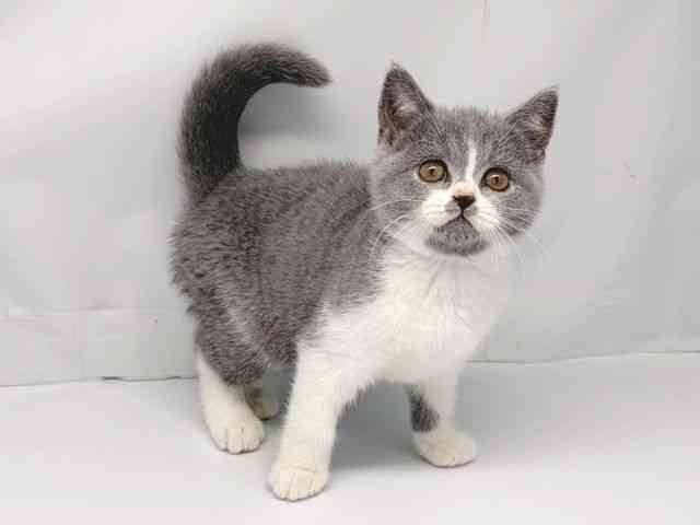 京都府のブリティッシュショートヘアー (ひごペットフレンドリー洛北阪急スクエア店/2025年10月10日生まれ/女の子/ブルーホワイト)の子猫の2枚目の画像