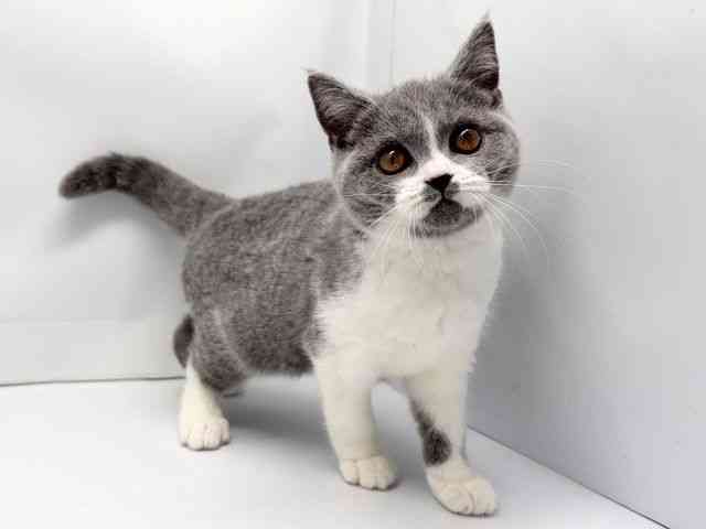 京都府のブリティッシュショートヘアー (ひごペットフレンドリー洛北阪急スクエア店/2025年10月10日生まれ/女の子/ブルーホワイト)の子猫の2枚目の画像