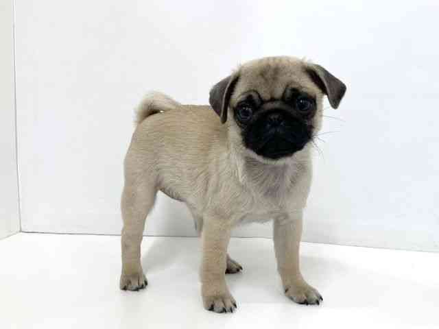 大阪府のパグ (ひごペットフレンドリーベルファⅡ都島店/2025年10月8日生まれ/女の子/フォーン)の子犬の2枚目の画像