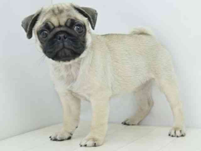 福岡県のパグ (ひごペットフレンドリーゆめタウン筑紫野店/2025年10月8日生まれ/女の子/フォーン)の子犬の2枚目の画像