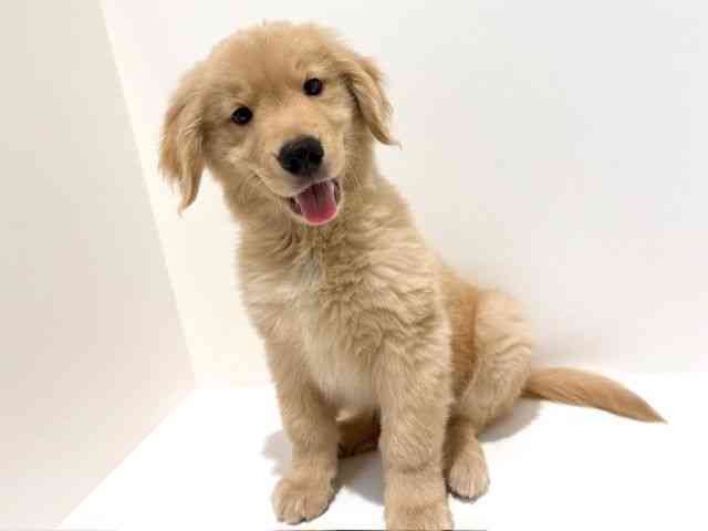 大阪府のゴールデンレトリバー (ひごペットフレンドリーイオン高槻店/2025年10月7日生まれ/男の子/ゴールデン)の子犬の2枚目の画像