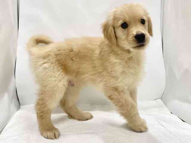 高知県のゴールデンレトリバー (ひごペットフレンドリーイオンモール高知店/2025年10月3日生まれ/男の子/ゴールデン)の子犬の2枚目の画像