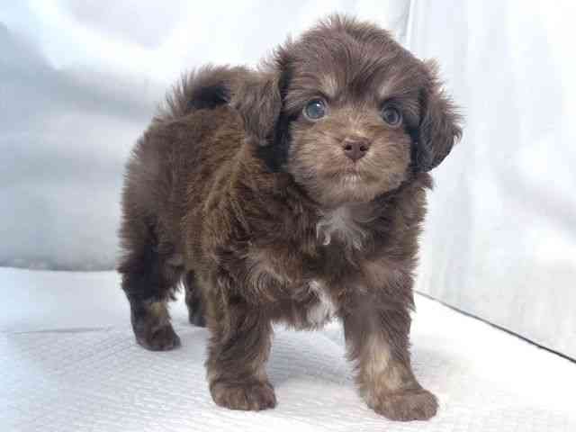 大阪府のチワプー/プーチー(チワワ×プードル) (ひごペットフレンドリー堺プラットプラット店/2025年10月13日生まれ/男の子/ブラウンタン)の子犬の2枚目の画像