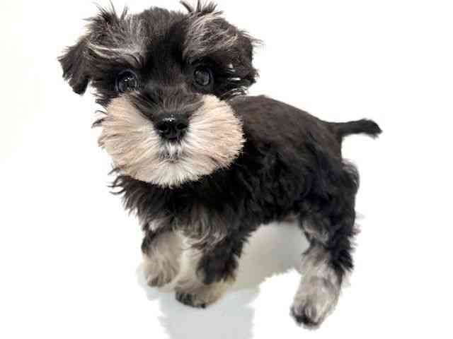 大阪府のミニチュアシュナウザー (ひごペットフレンドリーイオン高槻店/2025年10月10日生まれ/女の子/ブラックシルバー)の子犬の2枚目の画像