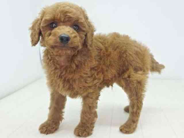 福岡県のトイプードル(トイ) (ひごペットフレンドリーゆめタウン筑紫野店/2025年10月12日生まれ/男の子/レッド)の子犬の2枚目の画像