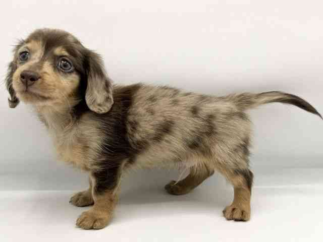 大阪府のカニンヘンダックスフンド(ロング) (ひごペットフレンドリーららぽーとEXPOCITY店/2025年10月14日生まれ/男の子/チョコレートダップル)の子犬の2枚目の画像