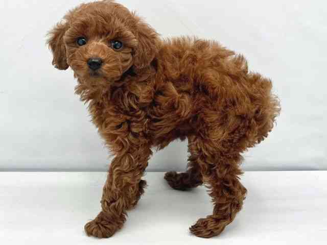 大阪府のトイプードル(トイ) (ひごペットフレンドリーイトーヨーカドー津久野店/2025年10月10日生まれ/女の子/レッド)の子犬の2枚目の画像