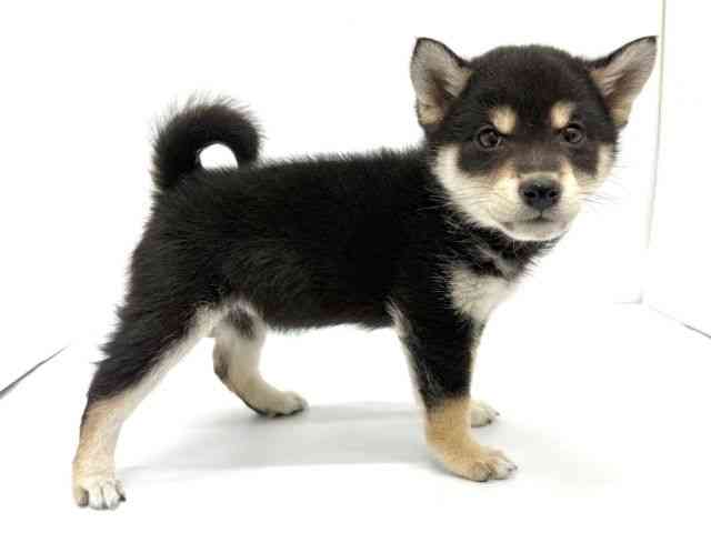 大阪府の柴犬(標準サイズ) (ひごペットフレンドリーイオンタウン茨木太田店/2025年10月14日生まれ/女の子/黒)の子犬の2枚目の画像