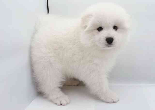 島根県のサモエド (ひごペットフレンドリーイオン松江ショッピングセンター店/2025年10月11日生まれ/男の子/ホワイト)の子犬の2枚目の画像