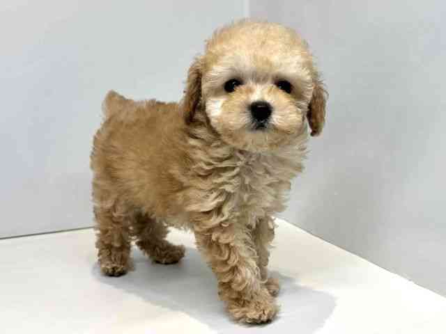 大阪府のトイプードル(トイ) (ひごペットフレンドリーセブンパーク天美店/2025年10月13日生まれ/男の子/アプリコット)の子犬の2枚目の画像