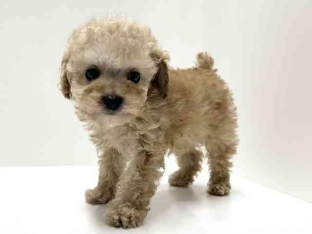 愛知県のトイプードル(トイ) (ひごペットフレンドリーららぽーと名古屋みなとアクルス店/2025年10月13日生まれ/男の子/アプリコット)の子犬の2枚目の画像