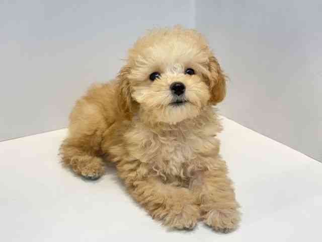 大阪府のトイプードル(トイ) (ひごペットフレンドリーセブンパーク天美店/2025年10月13日生まれ/男の子/アプリコット)の子犬の2枚目の画像