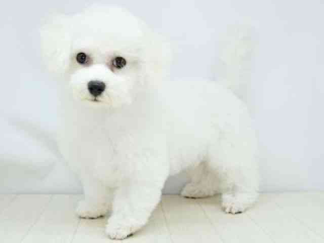 福岡県のビションフリーゼ (ひごペットフレンドリーゆめタウン筑紫野店/2025年10月14日生まれ/女の子/ホワイト)の子犬の2枚目の画像