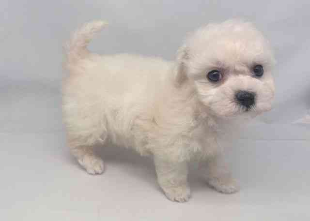 鳥取県のビションフリーゼ (ひごペットフレンドリーイオンモール鳥取北店/2025年10月14日生まれ/女の子/ホワイト)の子犬の2枚目の画像