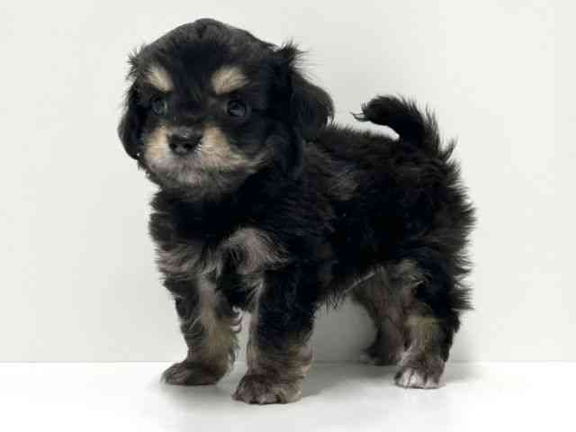 愛知県のチワプー/プーチー(チワワ×プードル) (ひごペットフレンドリーららぽーと名古屋みなとアクルス店/2025年10月14日生まれ/男の子/ブラックタン)の子犬の2枚目の画像