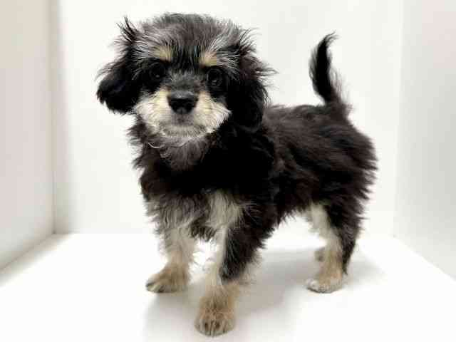 愛知県のチワプー/プーチー(チワワ×プードル) (ひごペットフレンドリーららぽーと名古屋みなとアクルス店/2025年10月14日生まれ/男の子/ブラックタン)の子犬の2枚目の画像