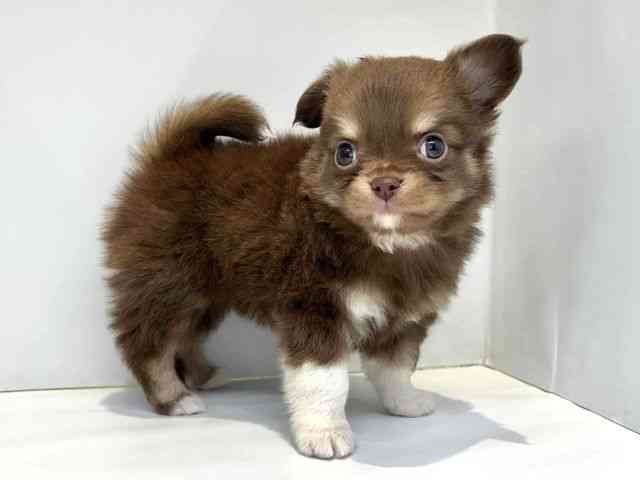 大阪府のチワワ(ロング) (ひごペットフレンドリーセブンパーク天美店/2025年10月13日生まれ/男の子/チョコレートタン)の子犬の2枚目の画像