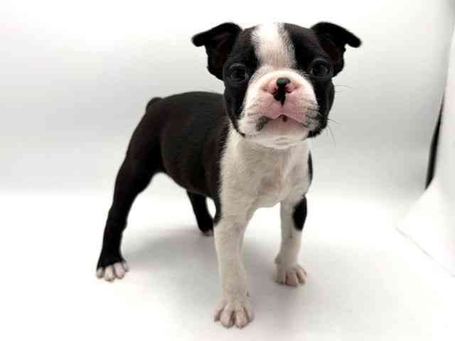 奈良県のボストンテリア (ひごペットフレンドリー田原本店/2025年10月12日生まれ/女の子/ボストンカラー)の子犬の2枚目の画像