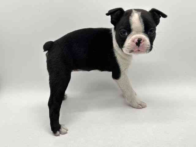 奈良県のボストンテリア (ひごペットフレンドリー田原本店/2025年10月12日生まれ/女の子/ボストンカラー)の子犬の2枚目の画像