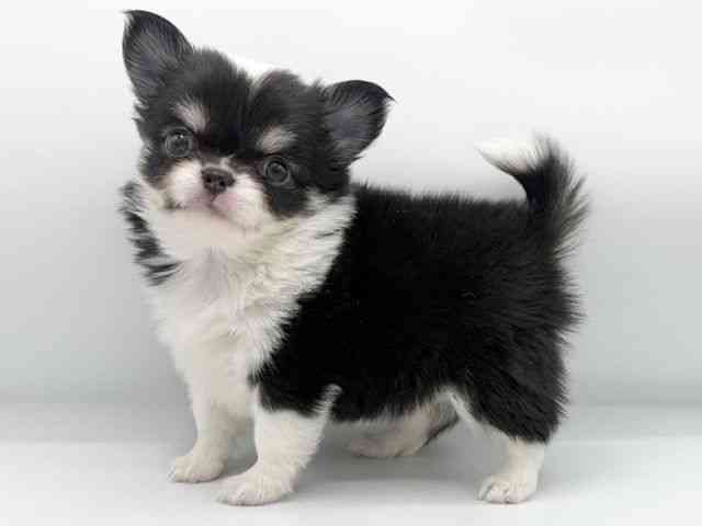 大阪府のチワワ(ロング) (ひごペットフレンドリーららぽーとEXPOCITY店/2025年10月13日生まれ/女の子/ブラックタンホワイト)の子犬の2枚目の画像