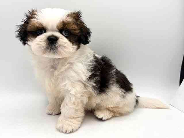 奈良県のシーズー (ひごペットフレンドリー田原本店/2025年10月14日生まれ/男の子/ホワイトゴールド)の子犬の2枚目の画像