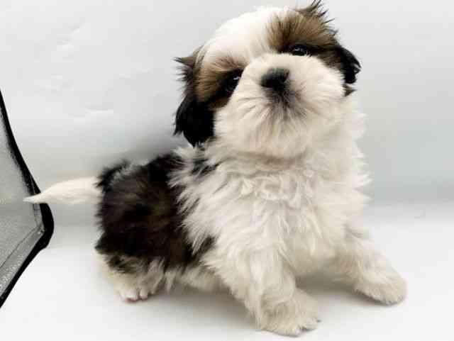 奈良県のシーズー (ひごペットフレンドリートナリエ大和高田店/2025年10月14日生まれ/男の子/ホワイトゴールド)の子犬の2枚目の画像