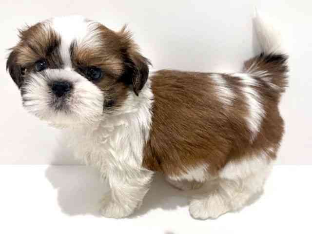 大阪府のシーズー (ひごペットフレンドリーイオン高槻店/2025年10月13日生まれ/女の子/ホワイトゴールド)の子犬の2枚目の画像