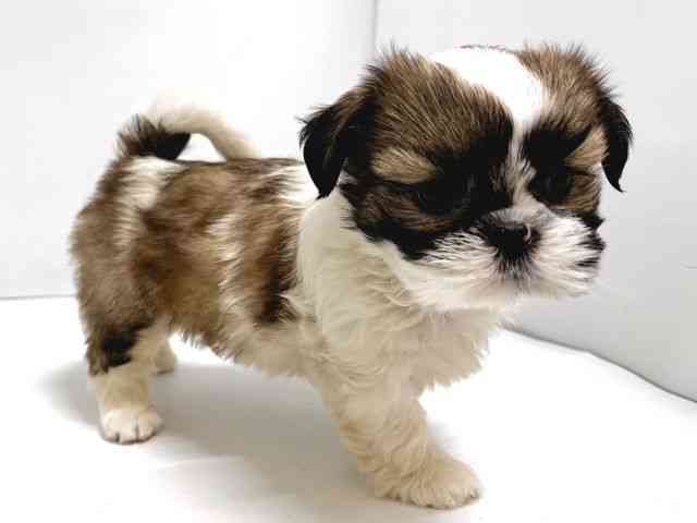 奈良県のシーズー (ひごペットフレンドリー奈良パワーシティ店/2025年10月13日生まれ/男の子/ホワイトゴールド)の子犬の2枚目の画像