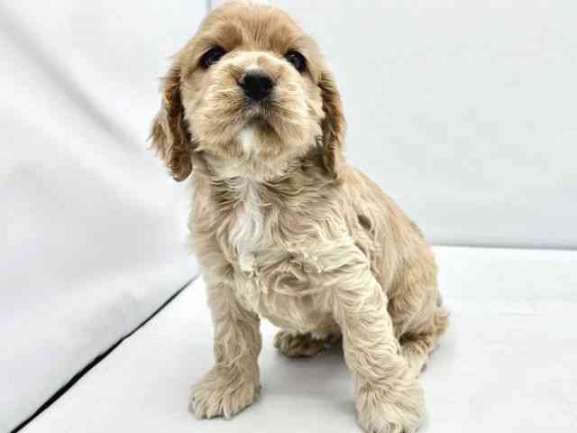 大阪府のアメリカンコッカースパニエル (ひごペットフレンドリーイトーヨーカドー津久野店/2025年10月11日生まれ/男の子/バフ)の子犬の2枚目の画像