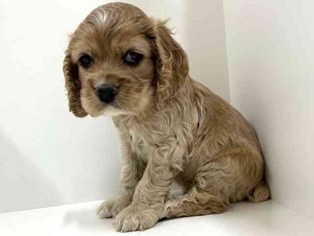 奈良県のアメリカンコッカースパニエル (ひごペットフレンドリーイオンモール橿原ウエスト・ビレッジ店/2025年10月11日生まれ/男の子/バフ)の子犬の2枚目の画像