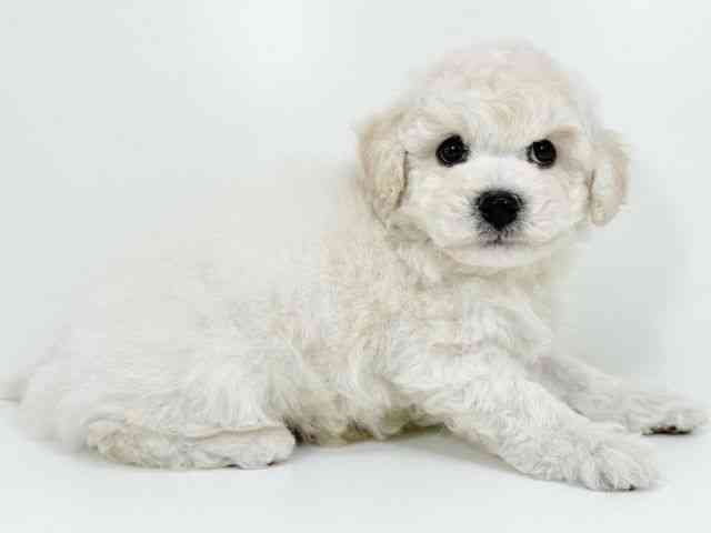 京都府のビションフリーゼ (ひごペットフレンドリーイズミヤショッピングセンター八幡店/2025年10月12日生まれ/男の子/ホワイト)の子犬の2枚目の画像