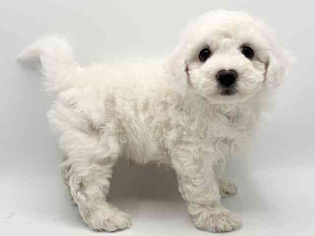 大阪府のビションフリーゼ (ひごペットフレンドリーみのおキューズモール店/2025年10月12日生まれ/男の子/ホワイト)の子犬の2枚目の画像