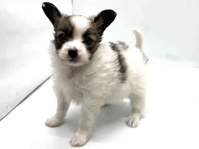 京都府のパピヨン (ひごペットフレンドリー京都店/2025年10月14日生まれ/女の子/ホワイトブラウン)の子犬の2枚目の画像