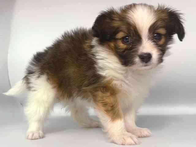 大阪府のパピヨン (ひごペットフレンドリー岸和田店/2025年10月14日生まれ/女の子/ホワイトブラウン)の子犬の2枚目の画像