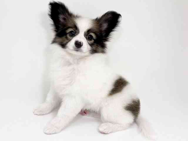 京都府のパピヨン (ひごペットフレンドリーイズミヤショッピングセンター八幡店/2025年10月14日生まれ/女の子/ホワイトブラウン)の子犬の2枚目の画像