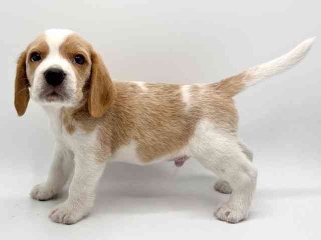 大阪府のビーグル (ひごペットフレンドリーみのおキューズモール店/2025年10月13日生まれ/男の子/レモンホワイト)の子犬の2枚目の画像