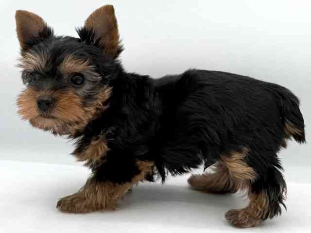 大阪府のヨークシャーテリア (ひごペットフレンドリーイオンそよら海老江店/2025年10月13日生まれ/男の子/スチールブルータン)の子犬の2枚目の画像