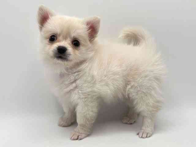 奈良県のポメチワ/チワポメ/ポメチー(ポメラニアン×チワワ) (ひごペットフレンドリー田原本店/2025年9月29日生まれ/女の子/クリーム)の子犬の2枚目の画像