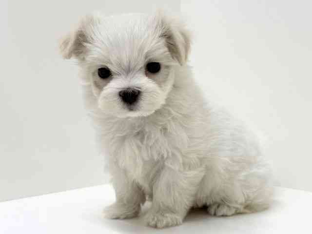 大阪府のマルチーズ (ひごペットフレンドリーくずはモール店/2025年10月14日生まれ/女の子/ホワイト)の子犬の2枚目の画像